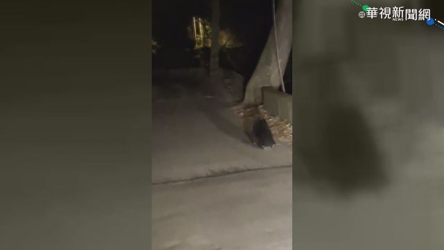 小黑熊拖受傷後腳跑 搜救隊搜尋搶救
