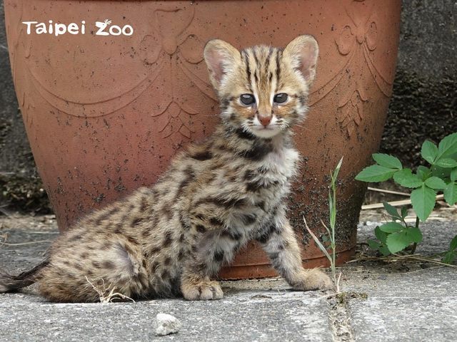 遇受傷動物避免這些NG行為！正確三步驟曝