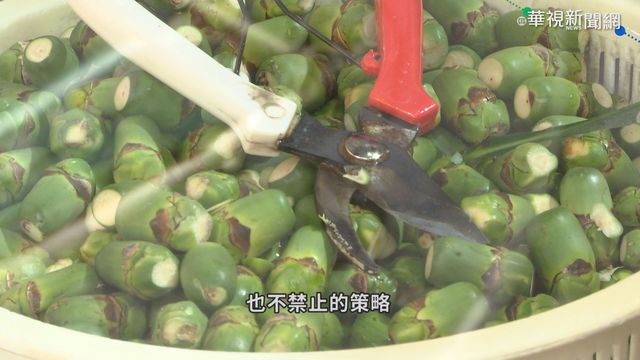 台灣檳榔共業? 致癌添加物未管制