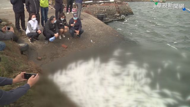 連續低溫 虱目魚受寒害凍死七成