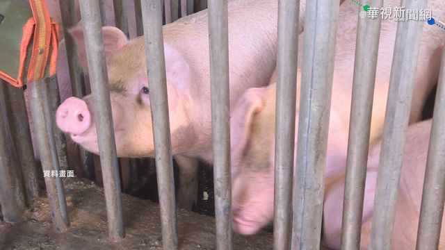 年前需求增 毛豬拍賣價每公斤貴10元