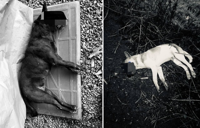 餵養7年浪犬慘遭毒殺 愛媽開車怒撞飛下毒者