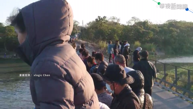 搶拍牛群渡溪 民眾占便橋與車爭道