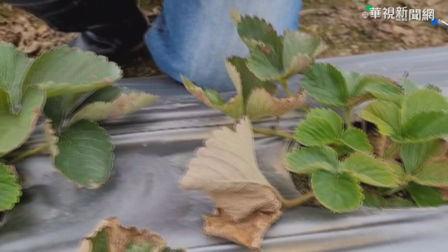 苗栗大湖草莓枯死 農民損失80萬