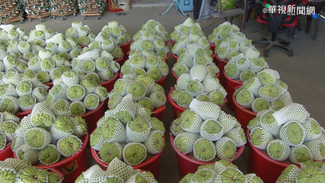 疫情重創銷量 鳳梨釋迦豐收卻銷無路