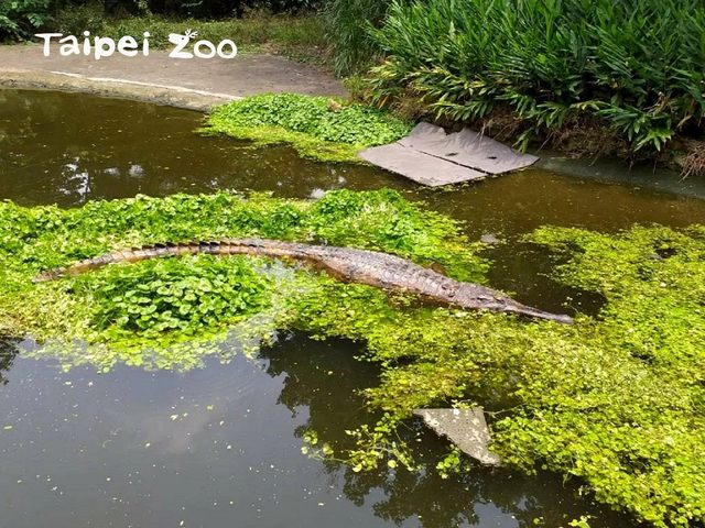 動物園為「酷龍」啟動各項保溫措施。（台北市立動物園提供）