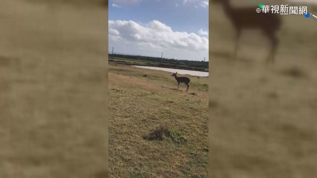 墾丁梅花鹿被狗追墜海 救難協會救援