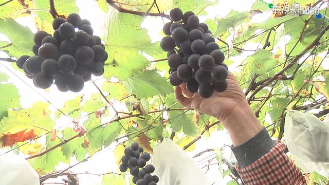 沒颱風雨水少 彰化大村葡萄甜度破表