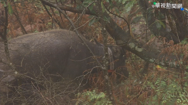 擎天崗牛大量死亡 陽管處遭罰7萬5