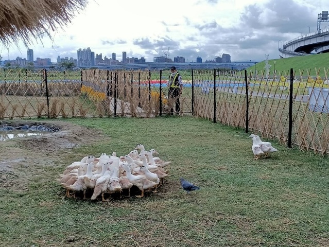 賞鴨驚見「鴨毛」狂掉！ 民眾嚇壞…背後真相曝光