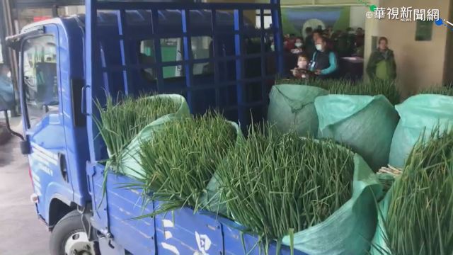 宜蘭雨下不停 三星蔥移花蓮育苗保種