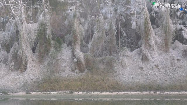 金門下雪? 鸕鶿過冬排遺染白樹