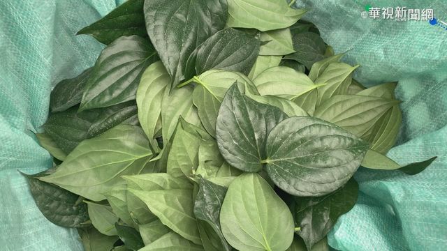 荖葉農已凍傷5成 農民急搶收防寒幗