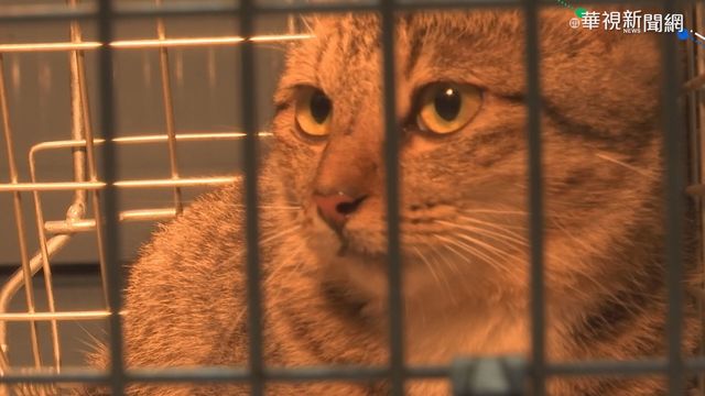 貓狗比你更怕冷! 保暖用對方法