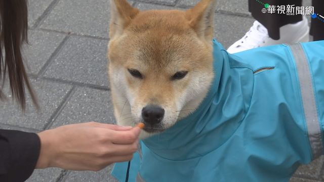 貓狗比人更怕冷! 保暖得用對方法