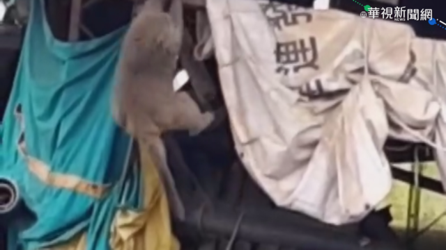 橫行斗六多年狂搗亂 獼猴母女檔落網