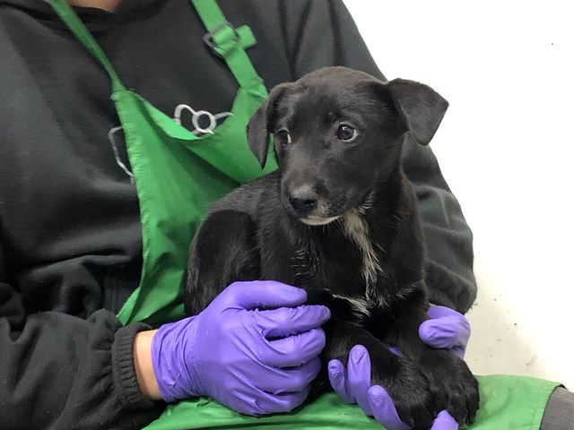 北市動保處提供。