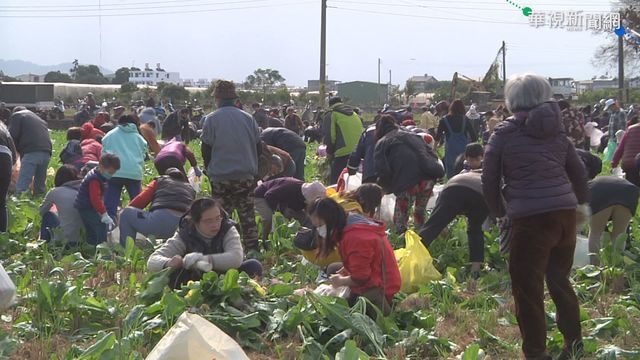 賞花邊拔蘿蔔 彰化芬園鄉千人朝聖