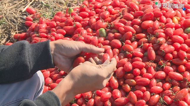 農場被當吃到飽 160斤番茄被摘扔地上