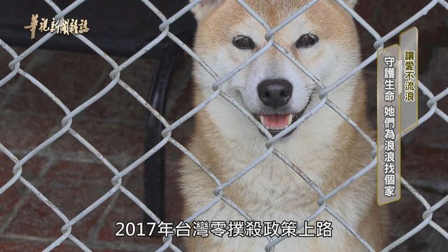【華視台語新聞雜誌】守護生命 她們為浪浪找個家 讓愛不流浪