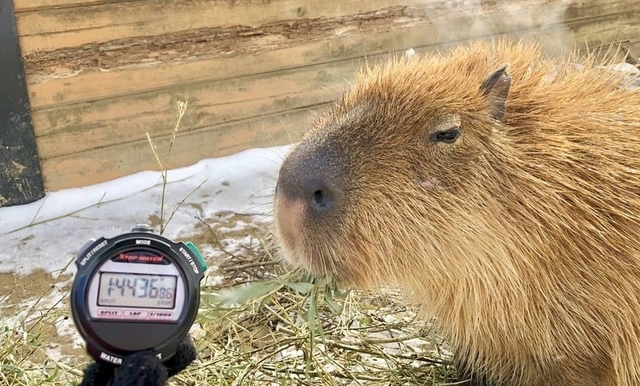 日本動物園辦水豚泡湯比賽 冠軍爽泡104分鐘！