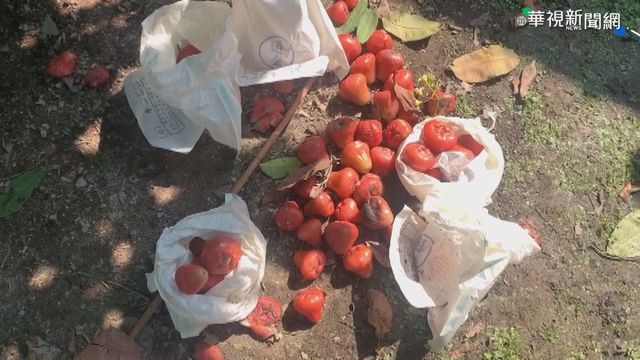 蓮霧受寒落果滿地 果農忍痛丟棄