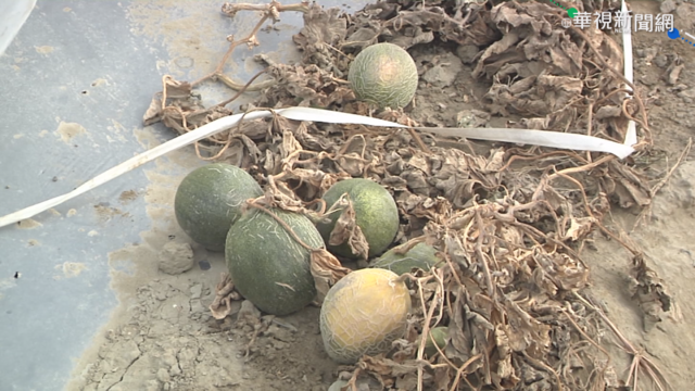 寒流凍洋香瓜 北門.將軍災損30公頃