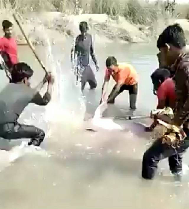 印度村民虐殺海豚/翻攝自Twitter影片截圖