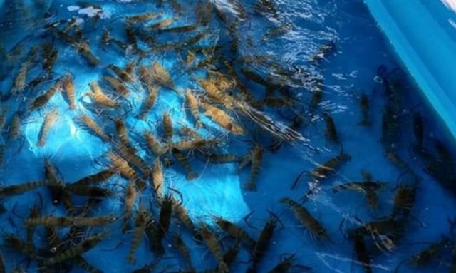 單親兄妹拿打工第一份薪水幫母慶生 暖心老闆免費送