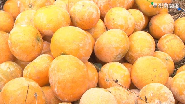 寒流低溫幫助大 茂谷柑後熟甜度增