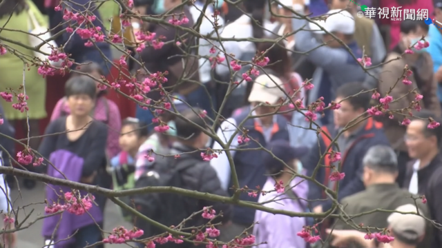 台北花節輪番登場 不去日本也能賞櫻!