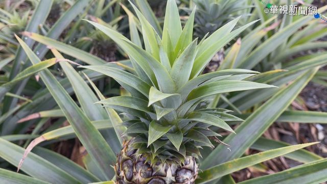 花蓮鳳梨花寒害 45公頃農地受損