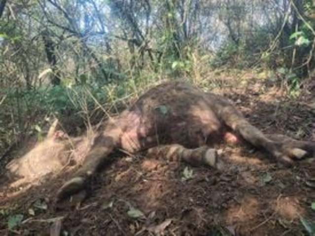 陽明山又傳水牛死亡 眼口鼻冒血死狀離奇
