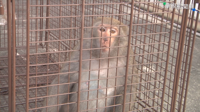 馬國男嬰遭野猴攻擊 倒臥血泊腸子外露