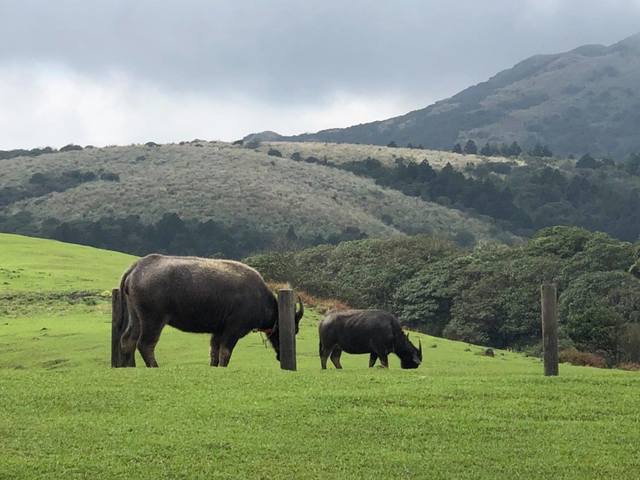 陽明山牛死38隻！ 陽管處：已拆部分鐵網 擬改電牧器