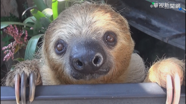 樹獺想逃家? 動物園:只是活動筋骨