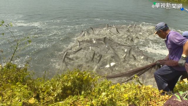 寒流致全台農損近2億！蓮霧、虱目魚傷最大