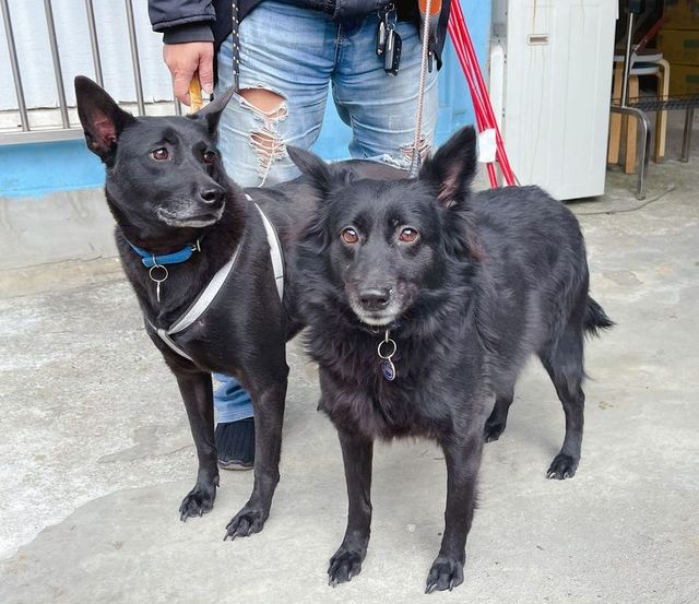「不擬續養」變合法棄養？11隻米克斯送收容所遭罰8萬