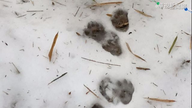 男登白姑大山失蹤 搜救隊冒寒搜尋