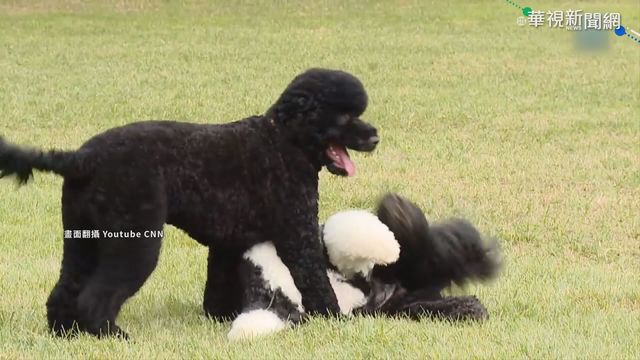 美國總統愛狗成癡 白宮寵物大盤點