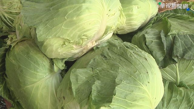 寒冬吃鍋需求量大 高麗菜.茼蒿價漲