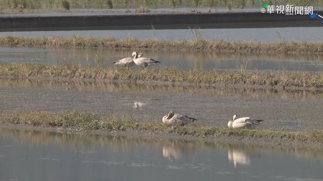 可飛越喜馬拉雅山 罕見斑頭雁首訪台