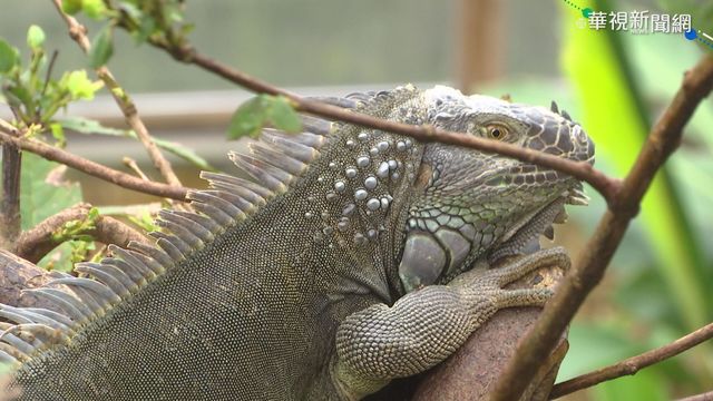 綠鬣蜥繁殖快 原住民組彈弓部隊除害