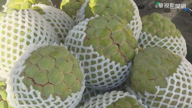 寒流接力報到 大目種釋迦8成裂果