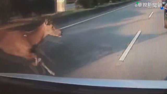 衝出馬路害車禍 野生水鹿遭撞慘死