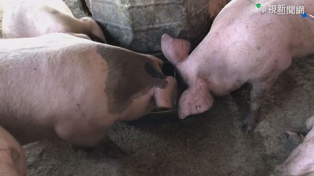 飼料漲養1頭豬成本增千元 豬農吃不消