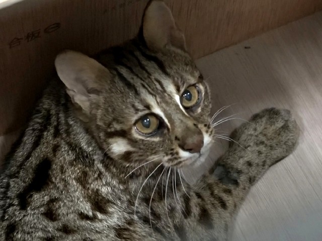 石虎「飛飛」恢復良好，比翹家前還胖（台北市立動物園提供）