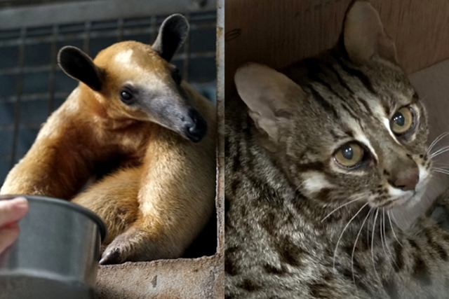 食蟻獸小紅、石虎飛飛平安回家 動物園曝最新復原狀況
