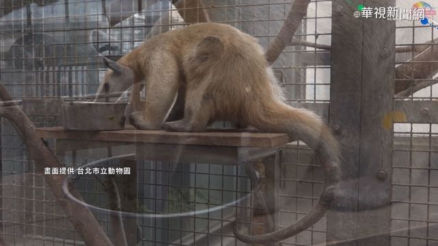 流浪後返家! 食蟻獸.石虎身體狀況良好