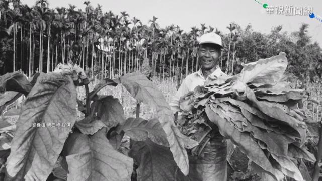 首本菸草記實書 記錄台灣百年菸葉史